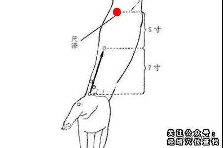 尺泽穴人体准确位置图