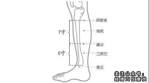 ​阴陵泉精确位置穴位图