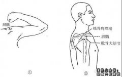 肩髃穴|肩髃穴的准确位置图|及作用功效