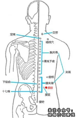 腰眼穴人体经络穴位图