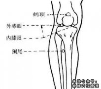 鹤顶穴|鹤顶穴的准确位置图|及作用功效