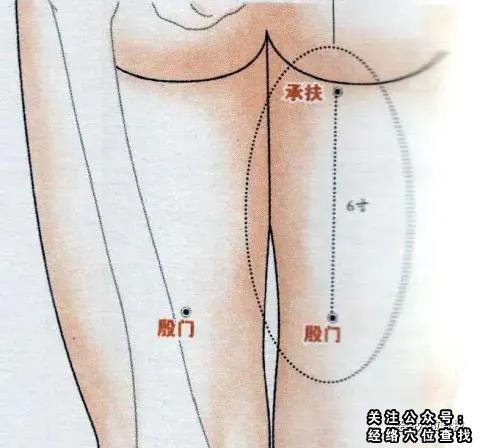 殷门穴的准确位置图